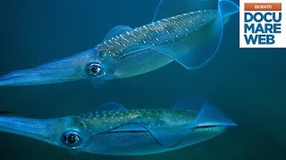 Documentario Jacques Cousteau  La notte del calamaro  La grande avventura del mare [upl. by Nadia304]