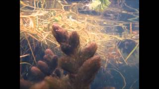 Inle Lake Aldrovanda vesiculosa and Celestichthys choprae DIscoveryPlanet [upl. by Bayless]