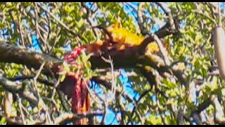 A Leopard Eating an Impala Up In a Tree [upl. by Modeste]