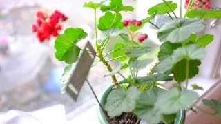 Pelargoner  Övervintra och vinterföra dina pelargoner skötsel [upl. by Adnawt]