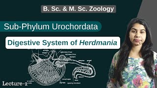 Herdmania  Digestive System of Herdmania  In Hindi  B Sc amp M Sc  Zoology [upl. by Enetsirhc340]