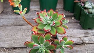 Succulents  How to Identify the Echeveria Pulvinata Ruby Blush [upl. by Sicnarf945]