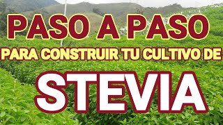 cultivo de stevia en Colombia Antioquia [upl. by Eurd]