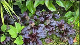 Blue Bugle Ajuga Reptans  Deadhead amp As Living Edging July 19 2021 [upl. by Alayne335]