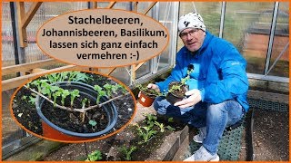 Stachelbeeren Johannisbeeren einfach vermehren Stecklinge [upl. by Silvestro772]