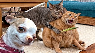 Best Funny Animals 2024 😍 Funniest Dogs and Cats 😻🐶 [upl. by Ailb503]