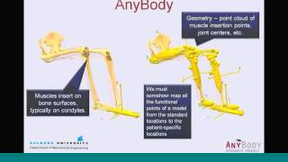 Webcast Patientspecific morphing of musculoskeletal models [upl. by Patman]