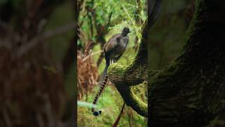 Captivating Superb Lyrebirds Dance Footage lyrebirds shorts ytshorts zoo [upl. by Lennad]