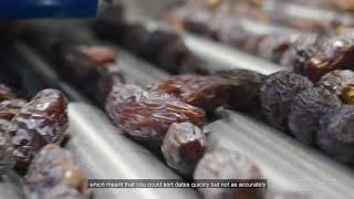 Amazing Medjool Dates Fruit Farming and Factory  Artificial Intelligence Date Processing Technology [upl. by Veron]