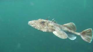 Freediving with Monkfish [upl. by Knepper]