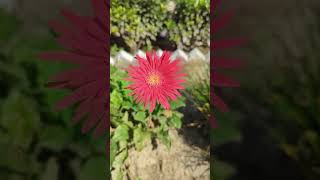 Gerbera flower blooming gerbera nature naturalflowers nativeflowers redflower naturalbeauty [upl. by Iaoh]