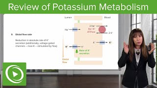 Review of Potassium Metabolism – Nephrology  Lecturio [upl. by Felty]