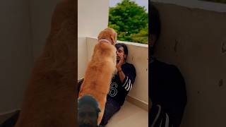 quotWhy You’ll Never Escape From Those Enchanting Golden Retriever Eyesquotgreenscreen subscribe pets [upl. by Fidelity]