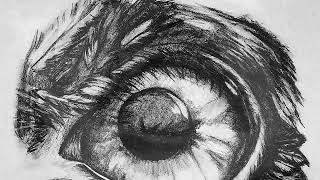 Owl Eye Drawing in Pencil Time Lapse [upl. by Assilat]