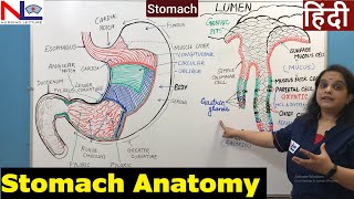 Stomach Anatomy in Hindi  Digestive System  GI Tract  Nursing Lecture [upl. by Peacock]