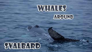 Whales around Svalbard [upl. by Corrina106]