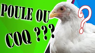 comment reconnaitre a coup sur la poule du coq [upl. by Kristina898]