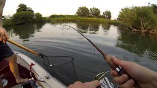 Almost Record Bowfin [upl. by Anrahc]