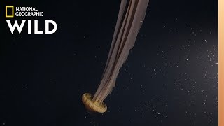 A DreamLike Giant Jellyfish  Hunt For the Giant Squid [upl. by Kcirdnekal]