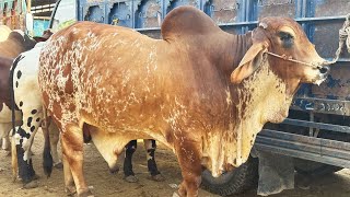 Multan Cow Mandi Sunday Update Kesy Janwar Aye Mandi Main Aj SSTvs [upl. by Ysteb]