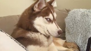 Get a Husky they said It will be fun🤣 [upl. by Reppart]