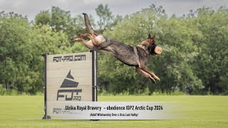 Ulrika Royal Bravery  obedience IGP2 Arctic Cup 2024 [upl. by Mori]