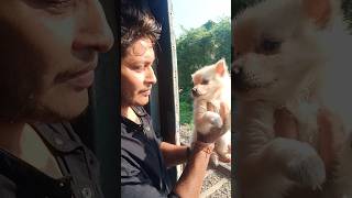 German Spitz puppy sell lowest price spitz naihati [upl. by Ellasal287]