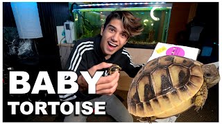 BABY TORTOISE UNBOXING 🐢  NEW PET [upl. by Khichabia]