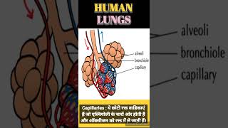 HUMAN LUNG  TRACHEA ANATOMY PHYSIOLOGY shortvideoscience [upl. by Kaliski]