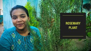 Rosemary Plant  Salvia Rosmarinus  Fragrance Filled Plant Tamil  Chennai Garden amp Decor [upl. by Weil]