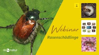 Webinar  Rasenschädlinge  Nematoden im Einsatz gegen Rasenschädlinge [upl. by Parry]