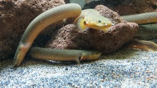 A RopeReed Fish Care Guide And Other Information About Them [upl. by Airamzul]