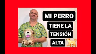 Mi perro tiene la tensión alta [upl. by Notreb]