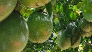 Como es el manejo del cultivo de Granadilla y Maracuyá agropollitas [upl. by Kyred915]