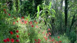 UMBRIA  Ben venga MAGGIO  Full HD [upl. by Ailelc]