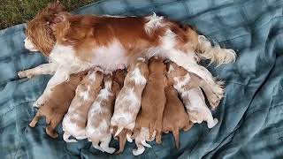 Loving our Cavalier King Charles Spaniel dogs 🤩 Please like subscribe turn on bell [upl. by Mahau208]