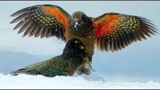 Kea Parrots Play With Snowballs amp Discover One To Be Particularly Intriguing [upl. by Evvie]