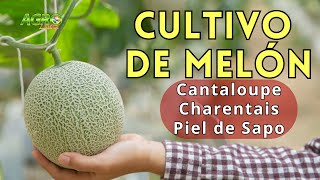 CULTIVO DE MELÓN Cantaloupe Charentais Piel de sapo [upl. by Treblah]