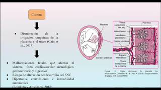 Teratogenesis [upl. by Vickie]