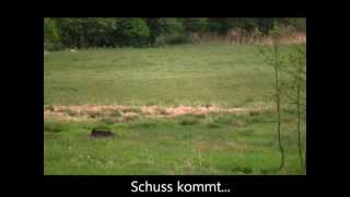 Ansitz auf Sauen Saujagd Boar hunt wild boar hunt [upl. by Larentia]