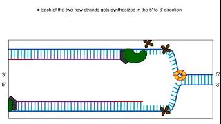 New DNA Strand Replication [upl. by Elyn5]