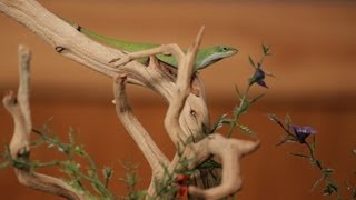 6 Care Tips for Green amp Brown Anoles  Pet Reptiles [upl. by Silvia]