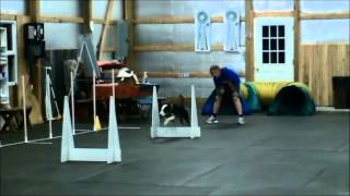 Flyball Fundamentals Runback and Passing [upl. by Nyleuqcaj384]