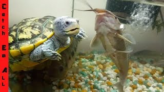 TURTLE vs FISH World Record in AQUARIUM COLLECTION [upl. by Enineg]