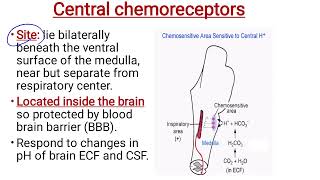 Control of respiration part 2  Central chemoreceptors [upl. by Halbeib]