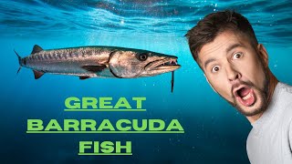 Great Barracuda Fish [upl. by Pansie]