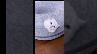 Funny cat Coffin dance song cover part 428 feedshorts cat funny tranding funnycats [upl. by Anihsak]