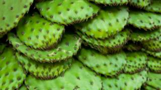 11 Impressive Benefits Of Nopales  Nopal Cactus Health Benefits [upl. by Attehcnoc924]