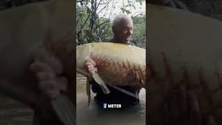 Predator raksasa sungai Amazon mengenal Arapaima lebih dekat shorts viralshorts trending fyp [upl. by Eadwina]