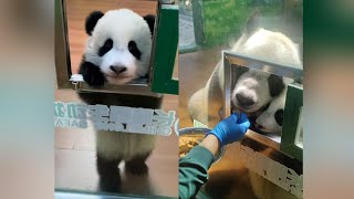 Panda Cub Learns How to Use the Snack Shop After Watching Her Mom cute panda pandalove adorable [upl. by Aldwon862]